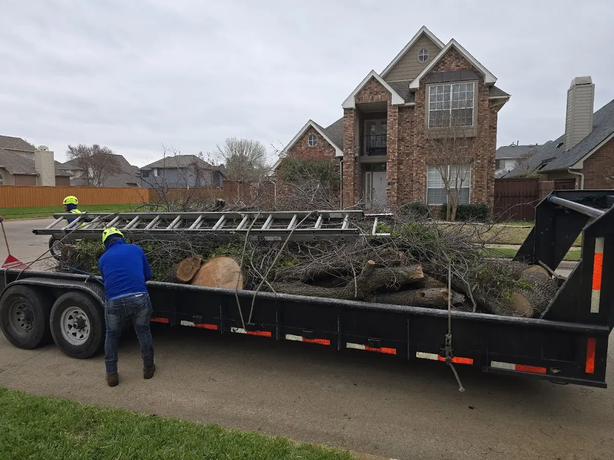Expert Tree Fertilization with proper safety equipment in Carlotta